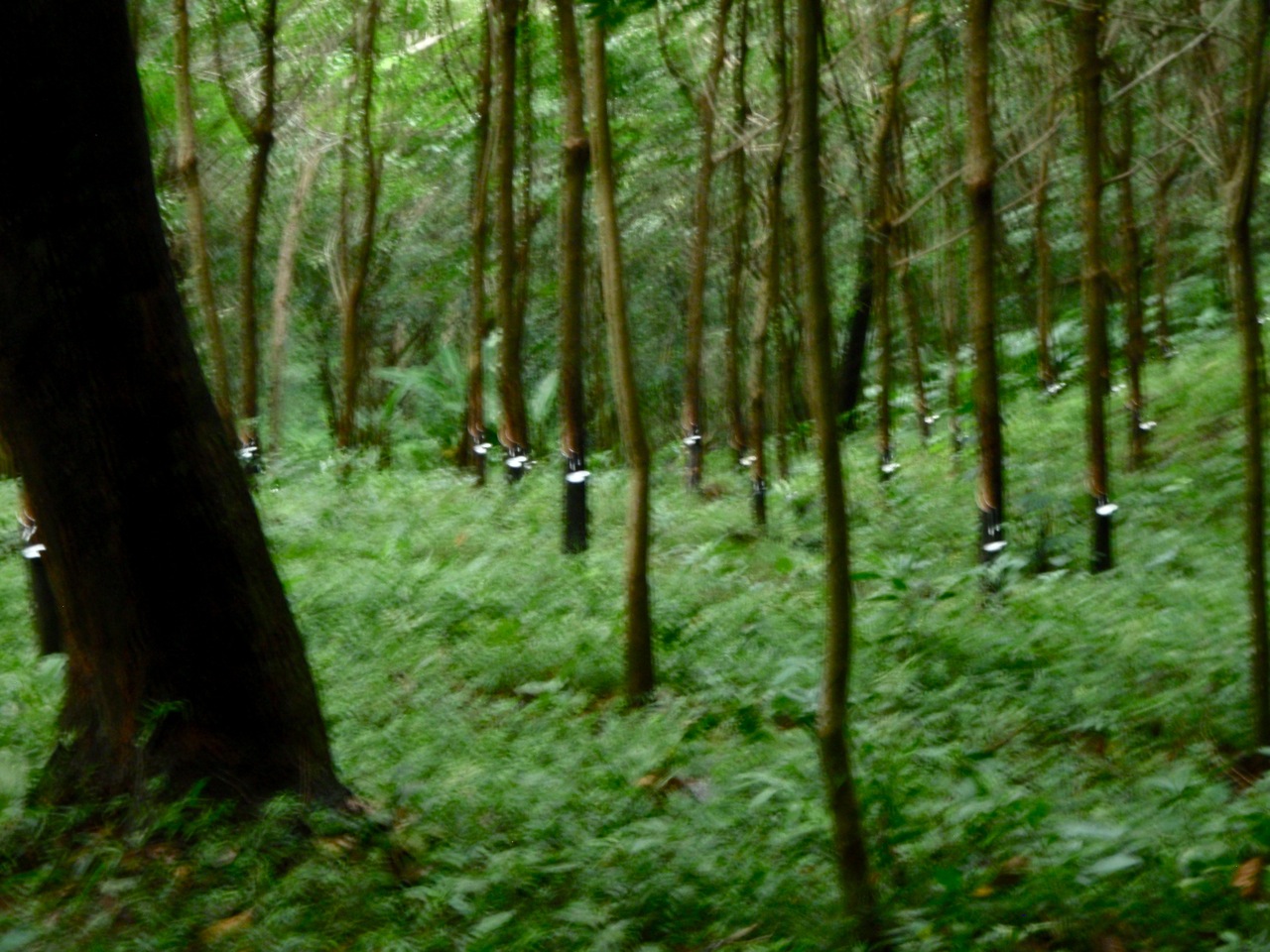 [Phuket_jungleG3.jpg]