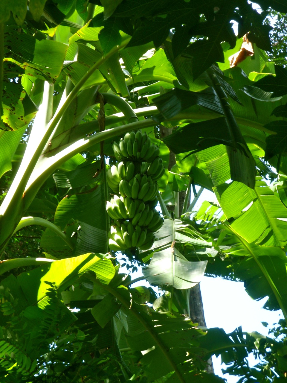 [Phuket_jungle08.jpg]