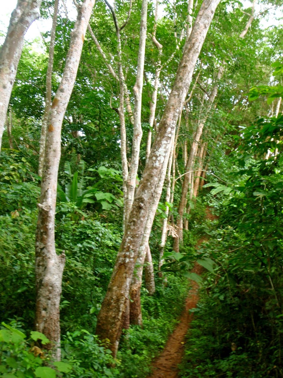 [Phuket_jungleG2.jpg]