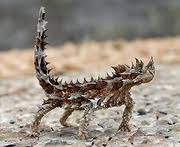 Our pet: the thorny devil