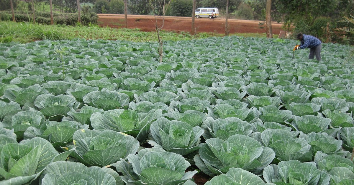 How To Grow Cabbage Agropreneur Zimbabwe