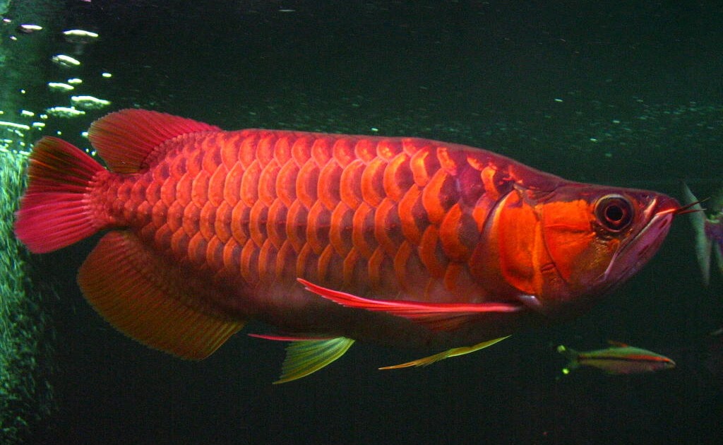 Budidaya dan Ternak: Merawat Ikan Arwana di Akuarium