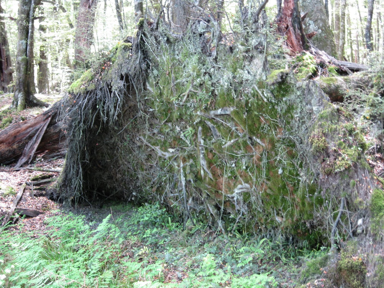 Shallow Roots