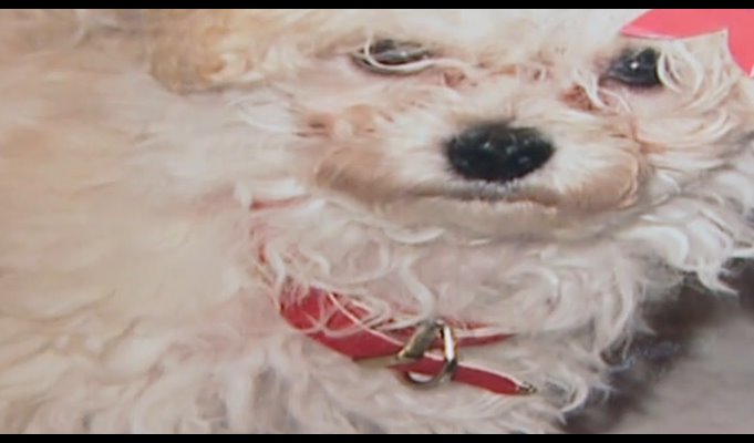 [Dog.bmp]