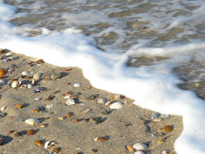 Beach Belgium