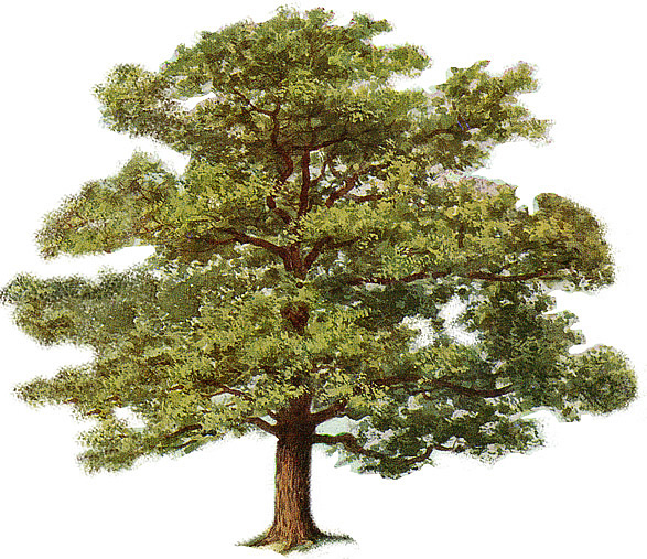 hot FAMILY dates tree clipart. dates trees pictures. hot FAMILY dates tree clipart.