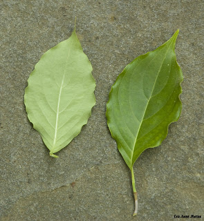 Kousa+dogwood+leaves+turning+red
