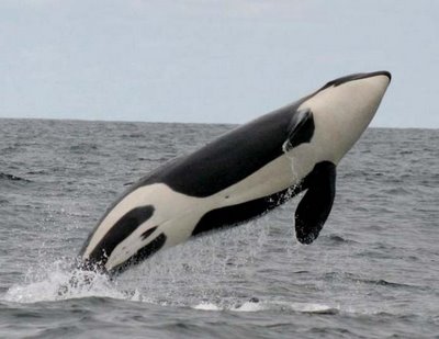 [orca2.jpg]