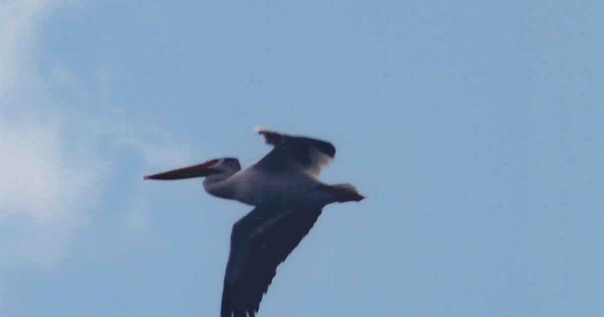 Eat Your Veggies!: A Wonderful Bird is The Pelican