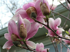 Magnolia in Bloom