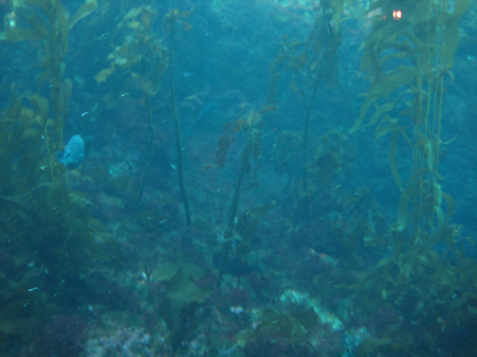 Marine Biology Project The Kelp Forest Ecosystem