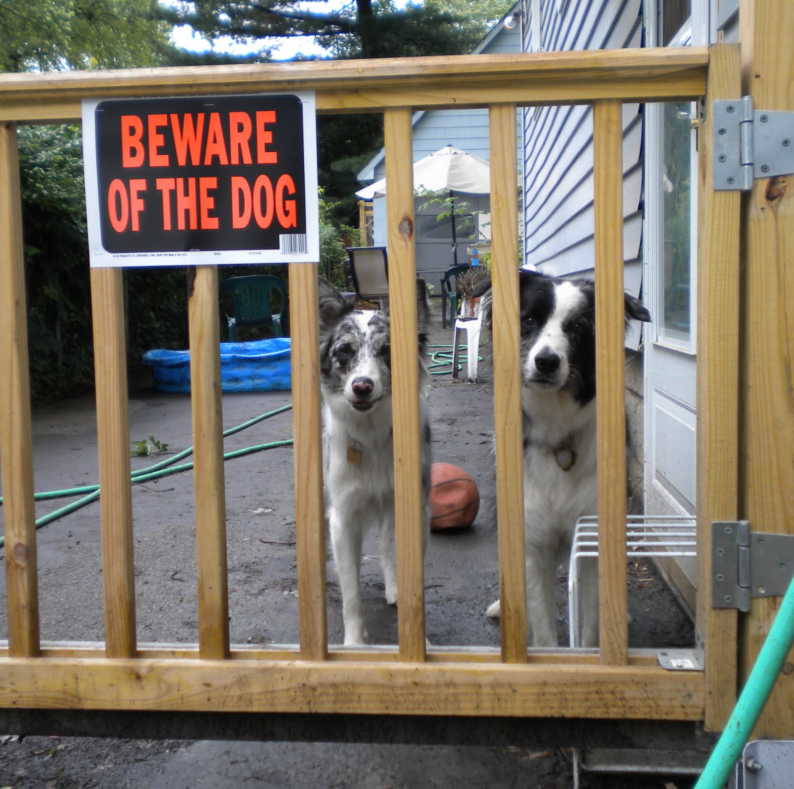 Dog Biting Mailman