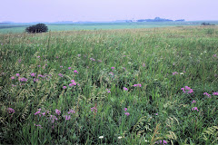 Farmland near the Petroglyphs