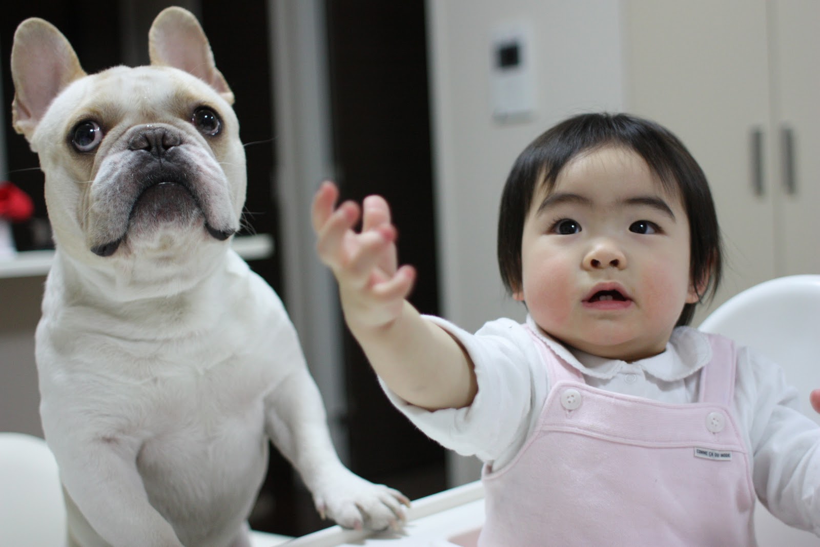 ミルコママの写真集 1月 11