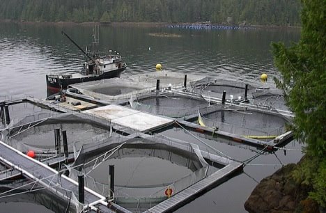 [salmon-farming.jpg]