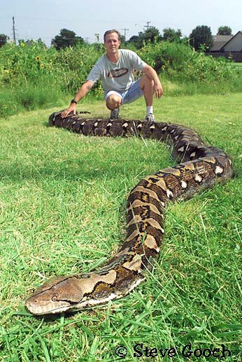 [python.bmp]