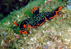 Nudibranch; Sample downloaded from the internet.