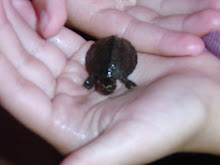 Tortle - 2 weeks old - Born on June 8, 2009