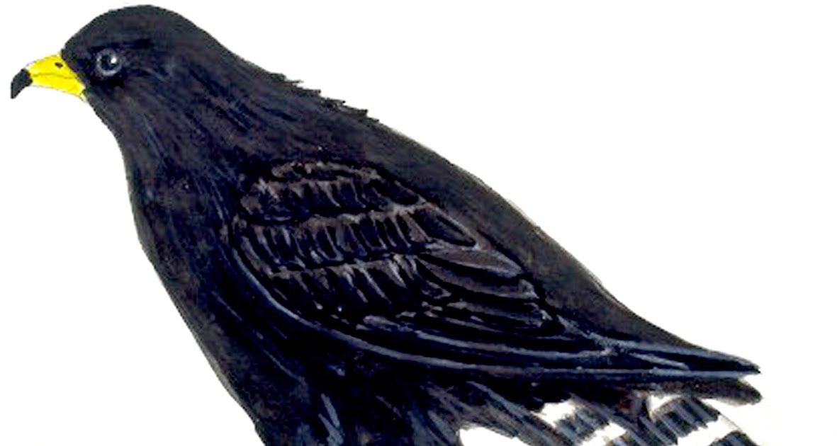 GALERIA DE FOTOS Aguililla Aura