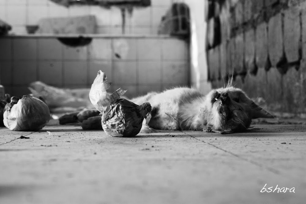 Souwar Mousawwara Last Diary of A Dying Cat