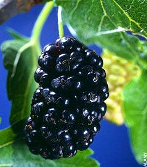 Native Mulberry