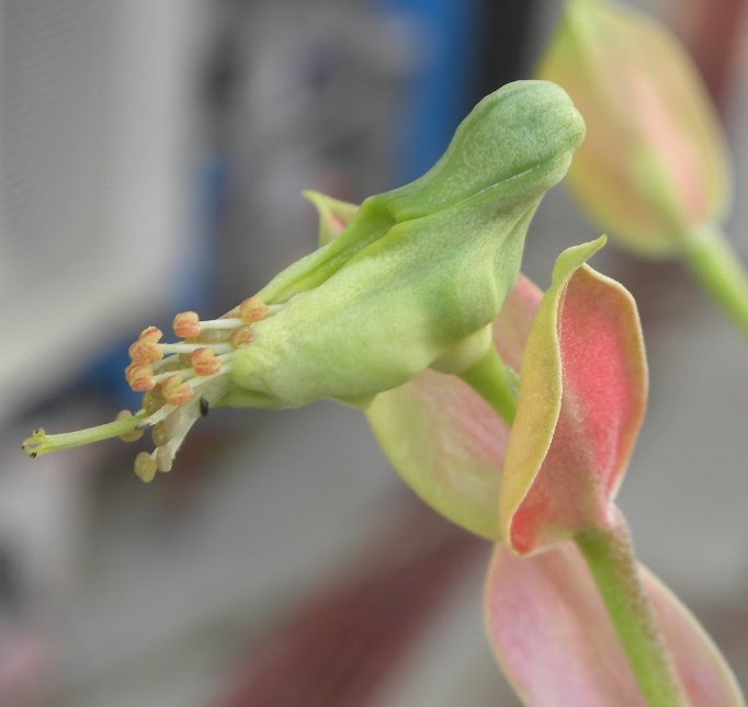 Bird Flower Plant