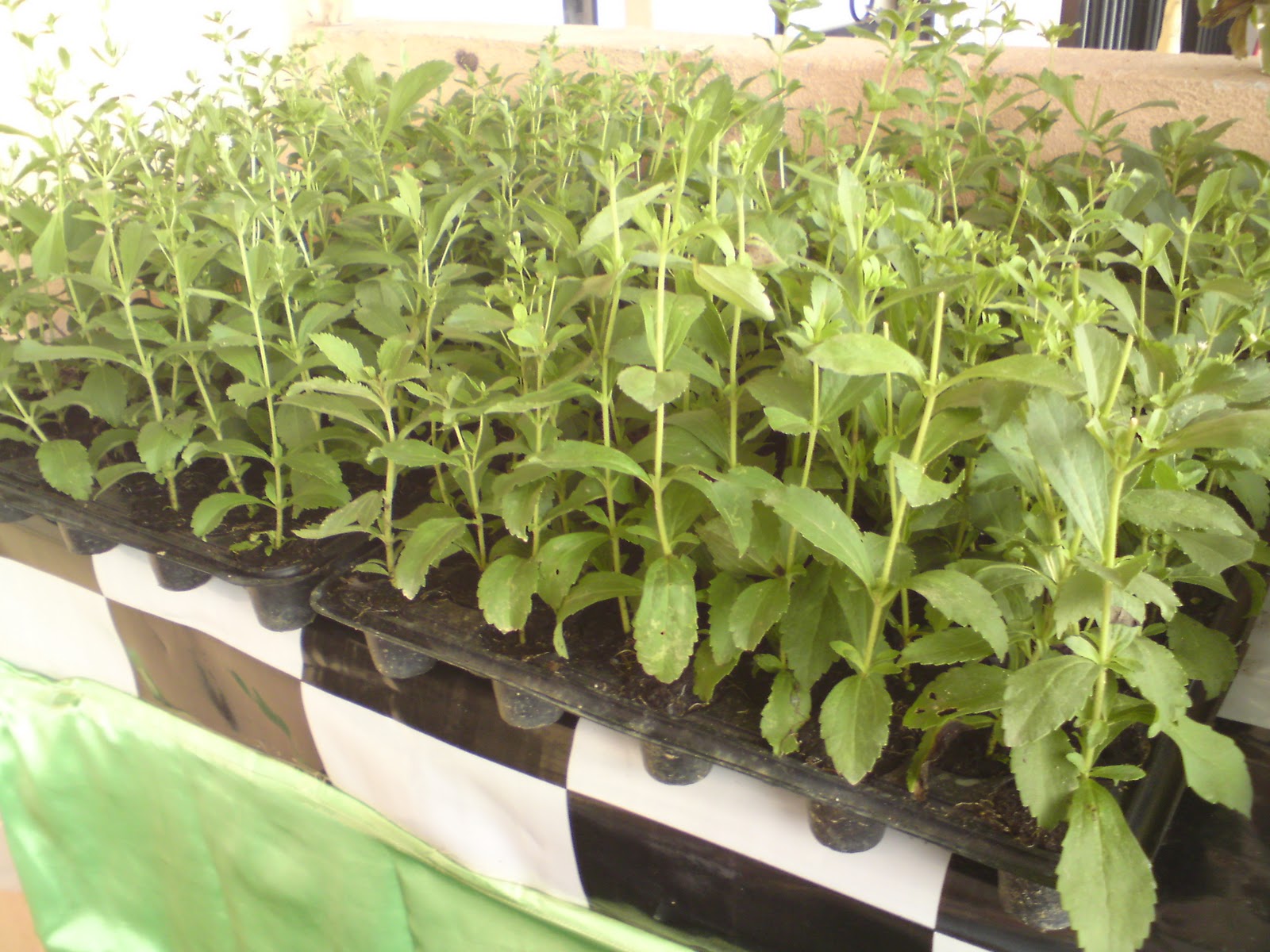 STEVIA REBAUDIANA ANAK BENIH STEVIA TERBAIK DI MALAYSIA