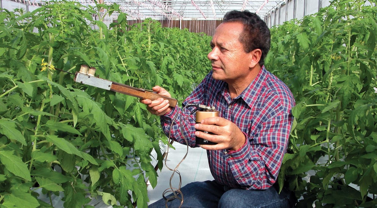 Pollination of tomatoes