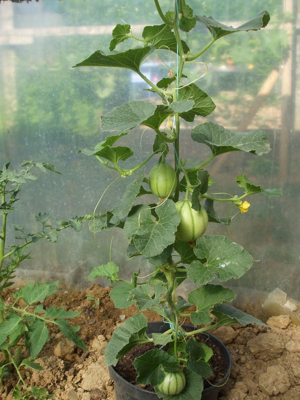 Mr Tomato King What a fine pair of melons!