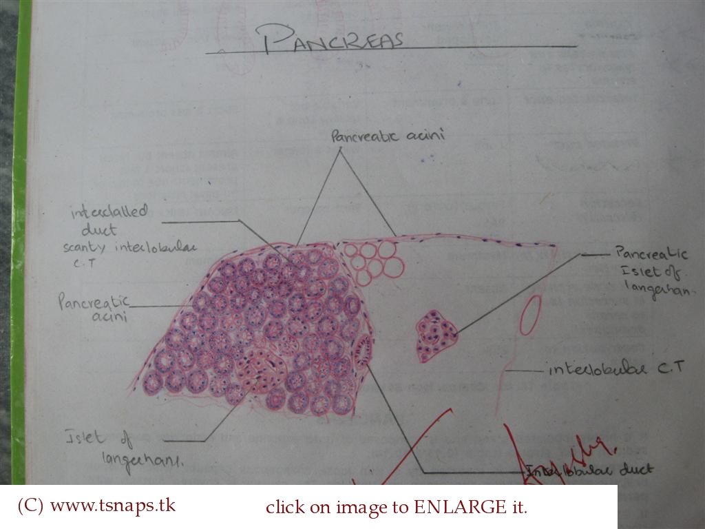 Histology Slides Database  Histological Diagram Of Pancreas