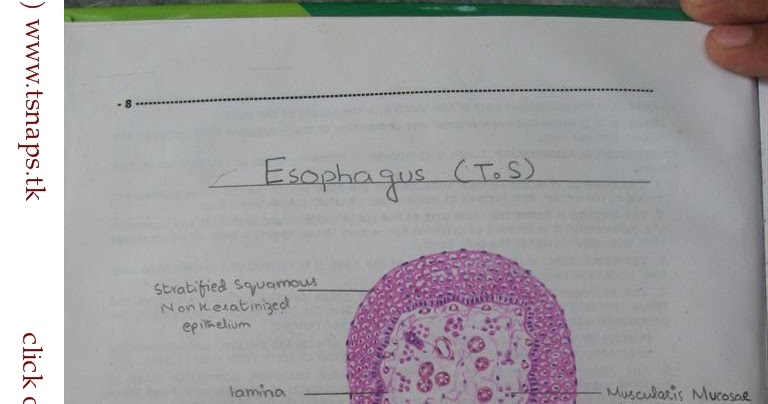 Histology Slides Database: histological diagram of transverse section