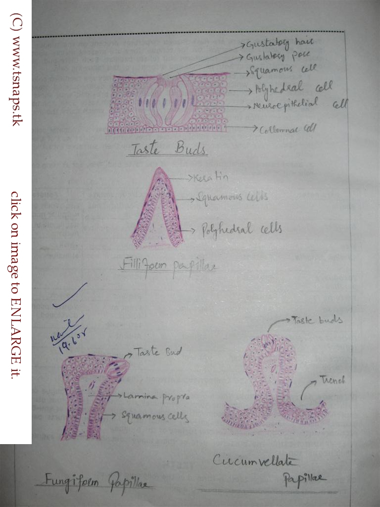 Histology Slides Database: histological diagram of taste buds