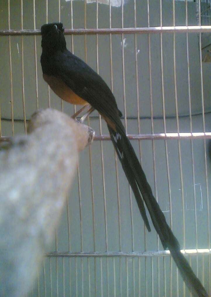 Amiexs Bird Farm Permasalahan Dalam Breeding (Calon Induk) Amiexs Bird Farm Permasalahan Dalam Breeding (Calon Induk)