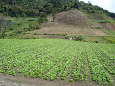 Cultivo de legumbres