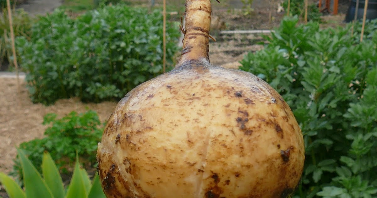 People, Plants, Landscapes Jicama or Mexican Yam Bean