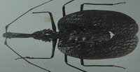 Mormolyce phyllodes