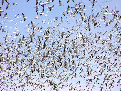 geese migration
