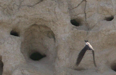 Dirt Bank