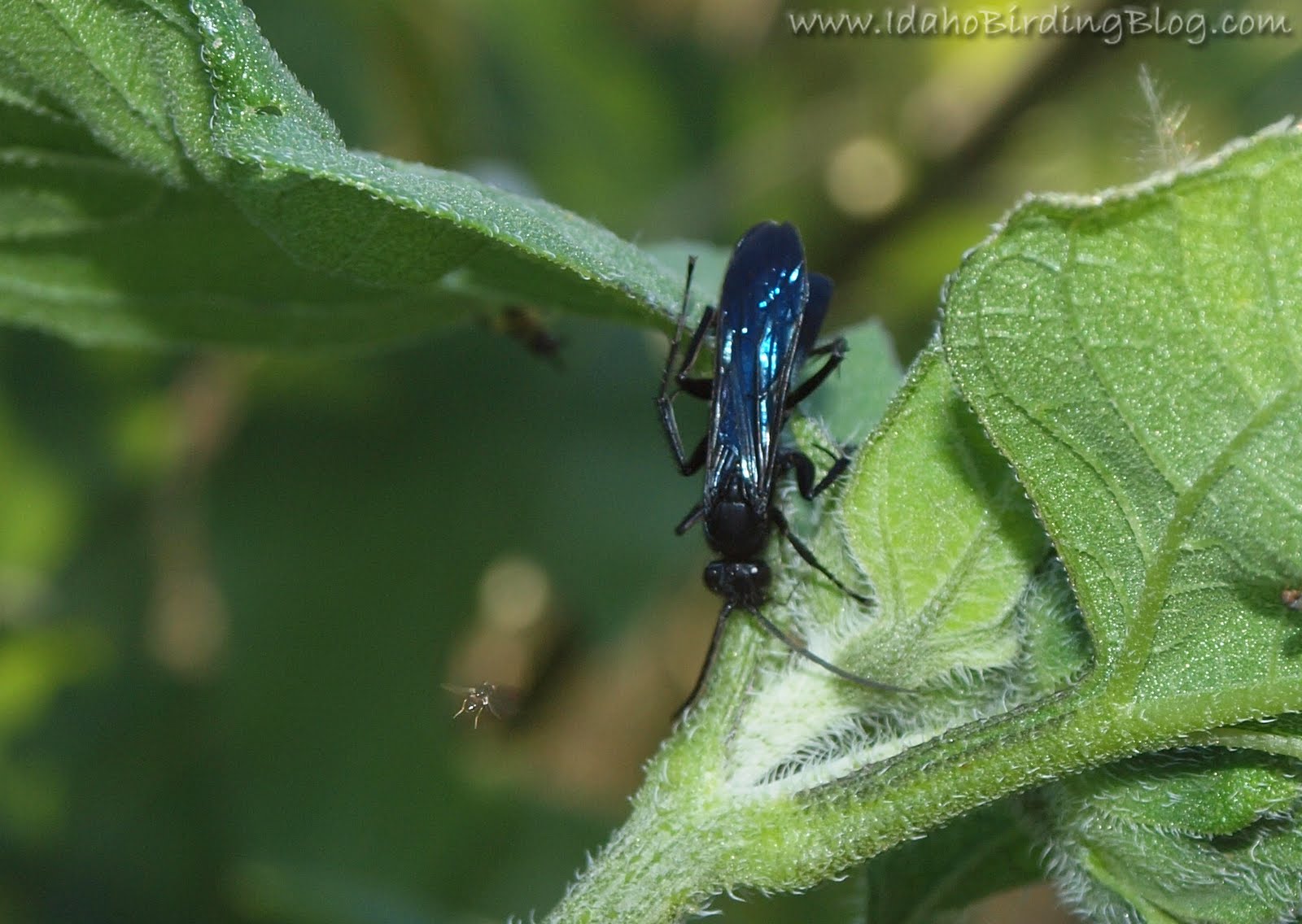 Black Wasp