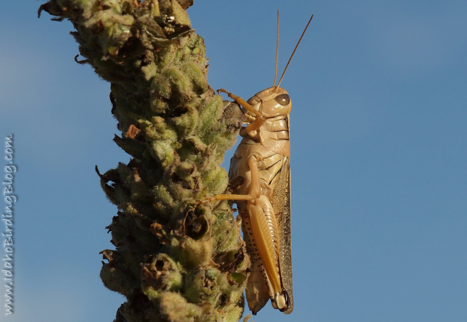 funny grasshopper