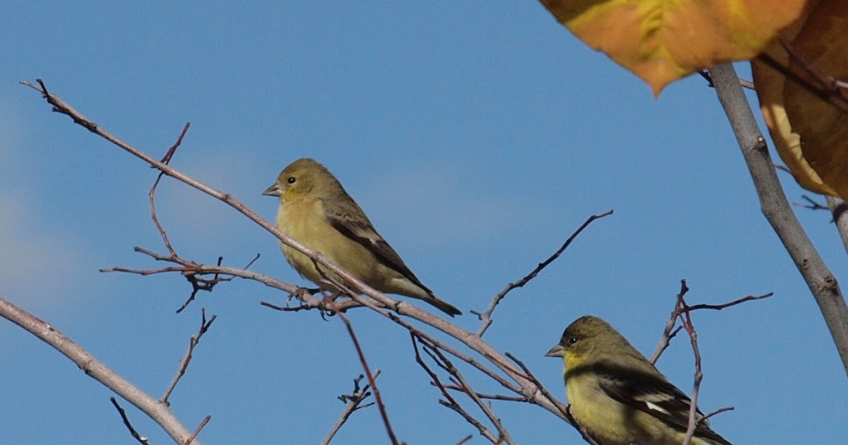 Birding Is Fun!: Autumn Feathers: Lesser Goldfinch