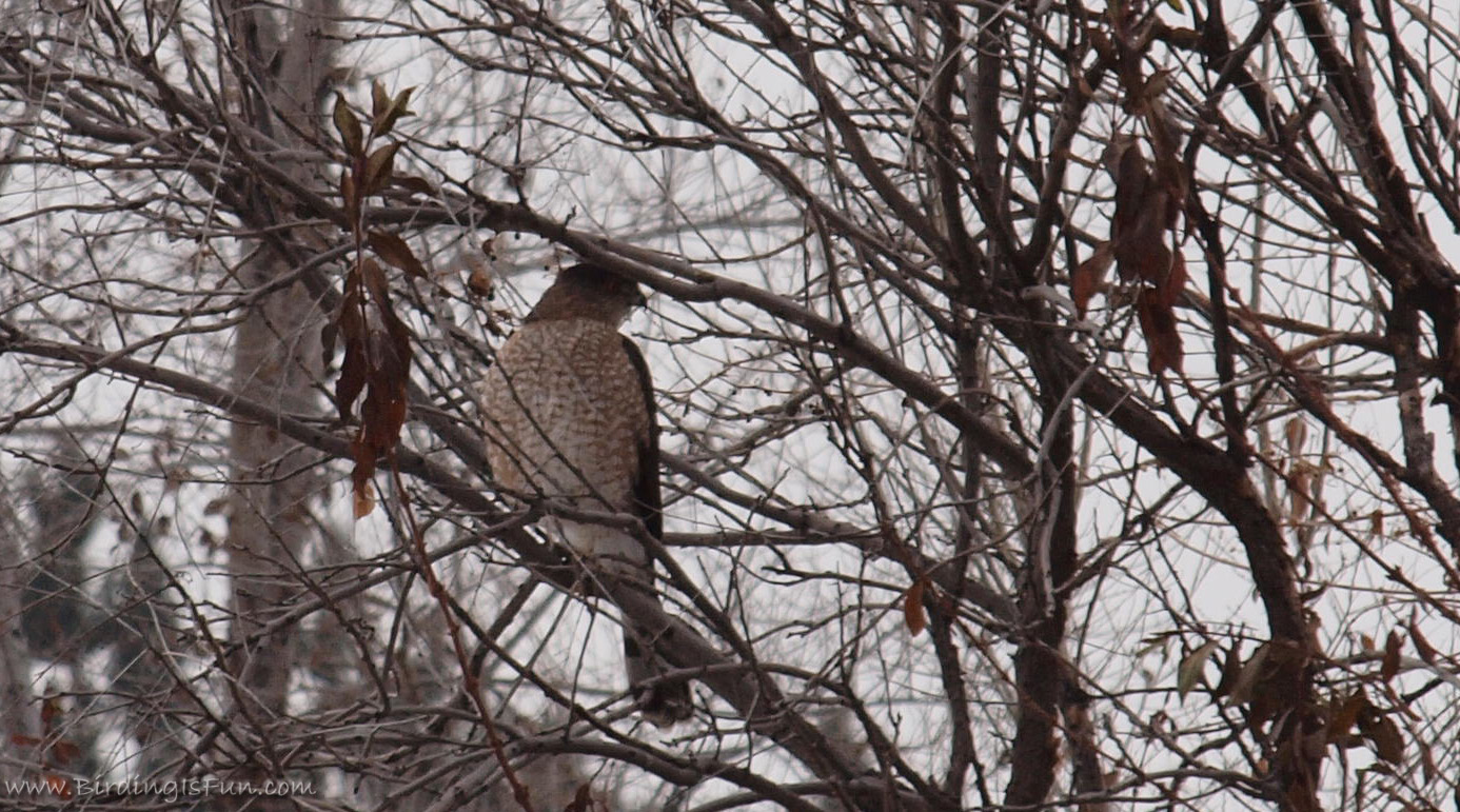 Birding Is Fun! Chasing Idaho Winter Birds