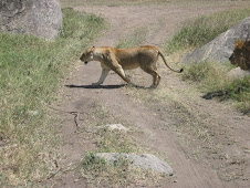 A Lioness crossing the road
