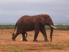 The red ellephant of lake jipe