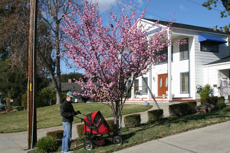 [pinktree.jpg]