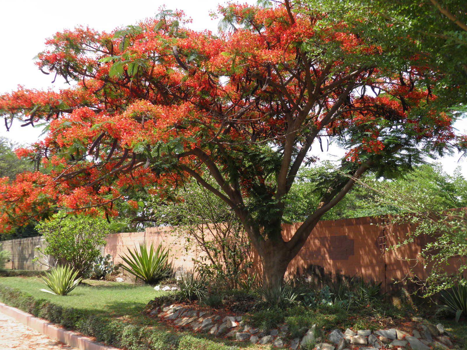 Summer Flower Summer Flowering Trees