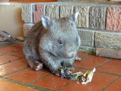 [Image: baby-wombat.jpg]