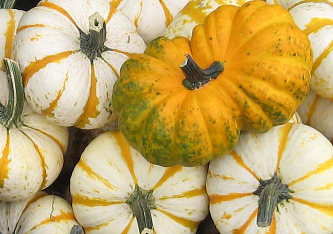 [pumpkins+6.JPG]