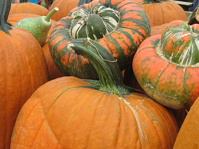 [pumpkins+2.JPG]