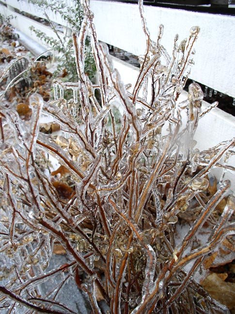 [Frozen+branches+3.JPG]